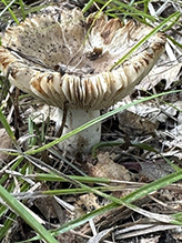 Short-stemmed Russula