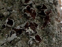 Smooth Axil-bristle Lichen
