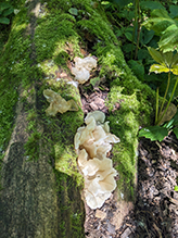 Snow Fungus