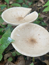Snowy Waxcap