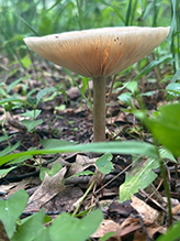 Snowy Waxcap