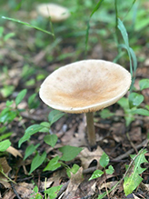 Snowy Waxcap
