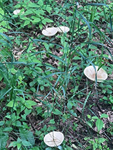 Snowy Waxcap