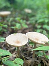Snowy Waxcap