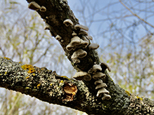 Split Gill
