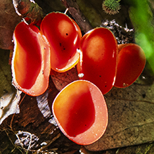 Stalked Scarlet Cup