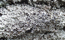 Star Rosette Lichen