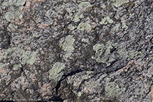 Stonewall Rim Lichen
