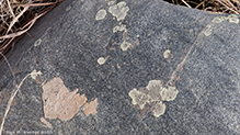 Stonewall Rim Lichen