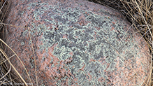 Stonewall Rim Lichen