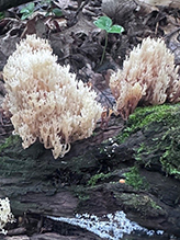 Strict-branched Coral Fungus