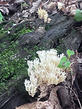 Strict-branched Coral Fungus
