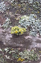 Common Rim Lichen