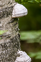 Tinder Polypore Tinder Polypore