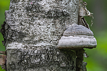 Tinder Polypore Tinder Polypore