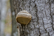 Tinder Polypore Tinder Polypore