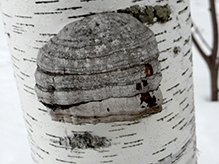 Tinder Polypore Tinder Polypore