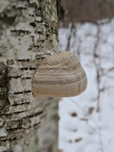 Tinder Polypore Tinder Polypore