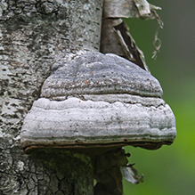 Tinder Polypore