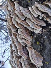 Turkey Tail