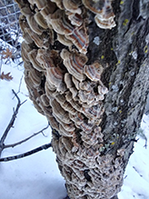 Turkey Tail