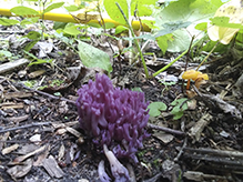 Violet Coral Fungus