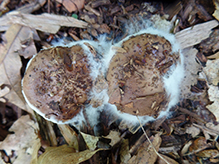 Web Mold