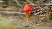 Witch’s Hat