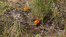 Witch’s Hat