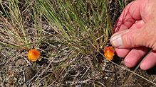 Witch’s Hat