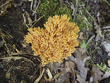 Yellow-tipped Coral Fungus