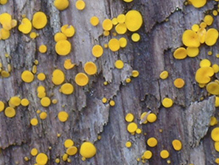 Yellow Fairy Cup Fungus