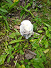 Aborted Entoloma