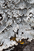 American Starburst Lichen