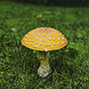 American Yellow Fly Agaric