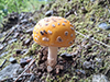 American Yellow Fly Agaric