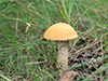 Aspen Bolete