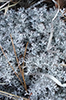 Black-footed Reindeer Lichen