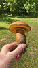 Bolete (Family Boletaceae)
