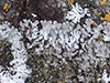 Bottlebrush Frost Lichen