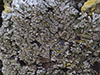 Bottlebrush Frost Lichen