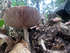 Common Gilled Mushroom or Ally (Order Agaricales)