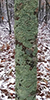 Common Greenshield Lichen