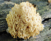 Crown-tipped Coral