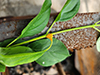 Crown Rust