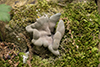 Dead Man’s Fingers