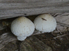 Destructive Pholiota