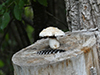 Destructive Pholiota