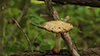 Destructive Pholiota