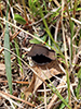 Devil’s Urn